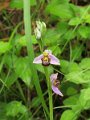 (6) Bee orchid (Ophrys apifera)